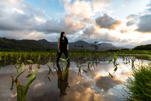 Guardian of the Garden: Kauai's Taro Farmer