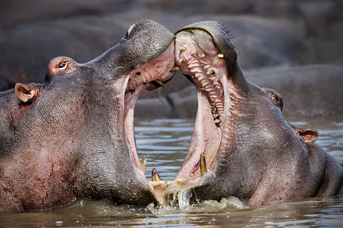 Hippos Sparring