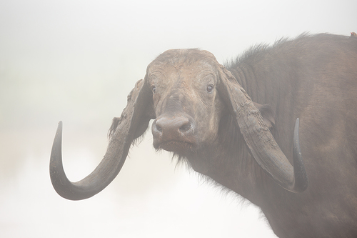 Cape Buffalo in Fog
