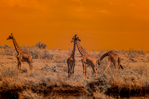 Bridge Of Giraffes
