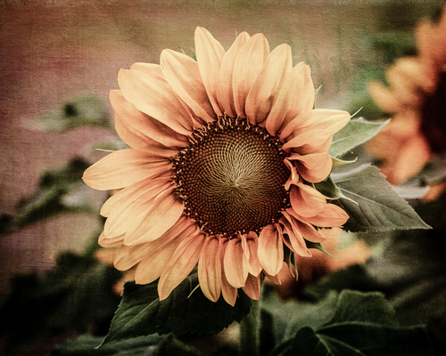 Fibonacci Sequence - Sunflower