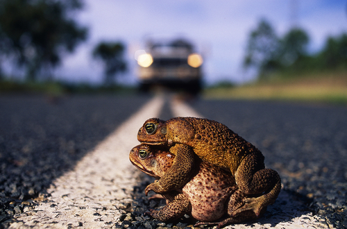 Cane Toad Love