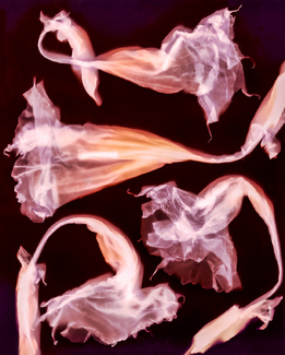 Dance of the Trumpets from Beauty of Decay Color Awards Winners and Nominees
