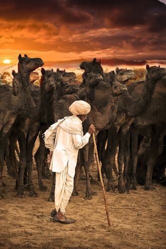 Mercante di cammelli