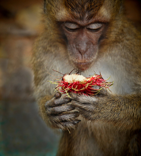 Monkey Food is Monkey Business