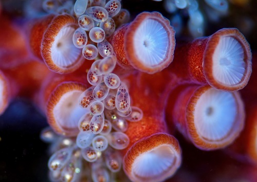 Next Generations of Octopus