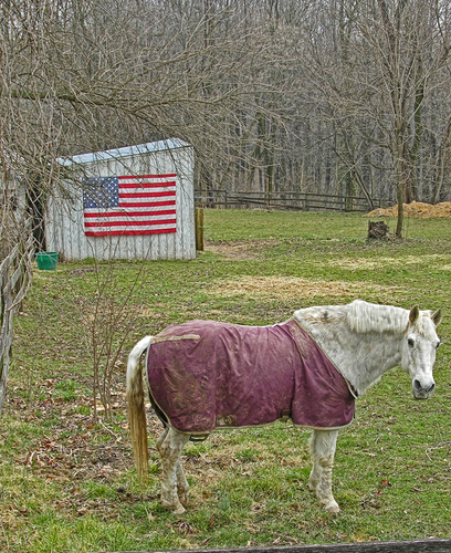 Horse and Flag