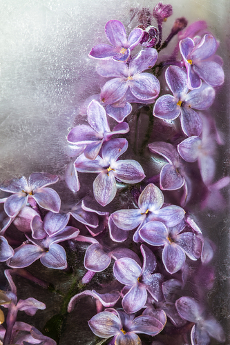 Frozen Lilacs