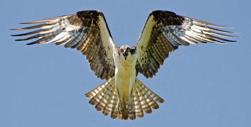 Osprey Defending Its Nest