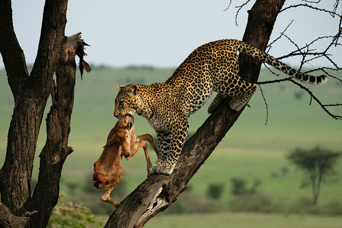 Leopard moving kill
