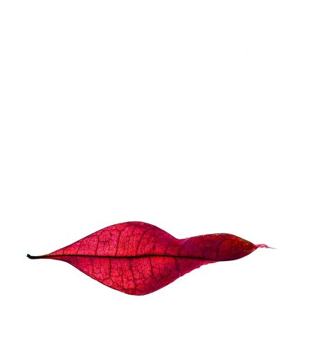 Leaf Lips