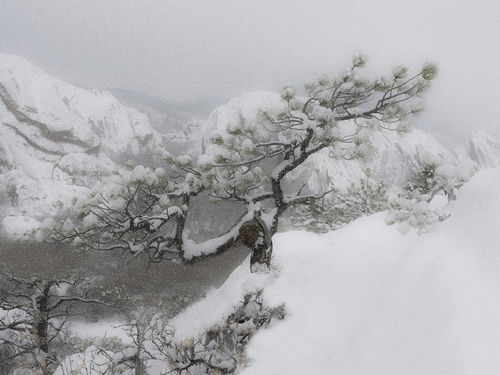 Snow Falling on Pine