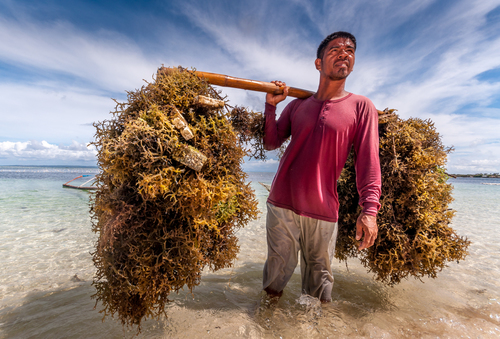 Seaweed Farmer