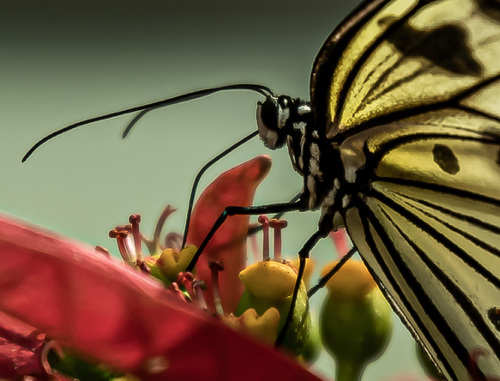 Butterfly eating pollen
