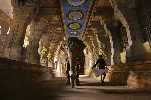 ELEPHANT IN A TEMPLE