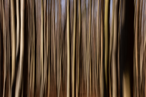 forest in movement