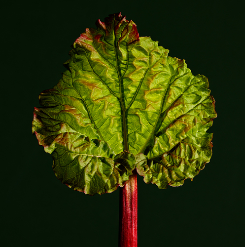 Young Rhubarb Leaf