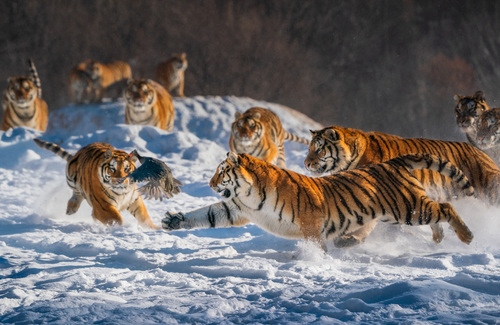 Hungry Tigers