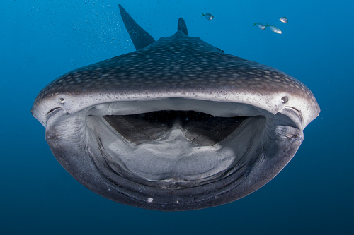 Whaleshark Mouth