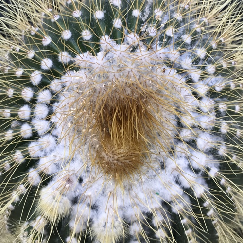 Prickly Heart