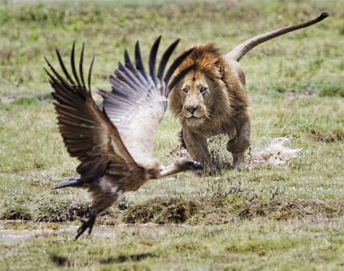 Lion Chasing Vulture Off Kill