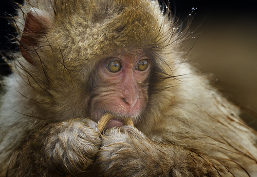 Baby Japanese Macaque