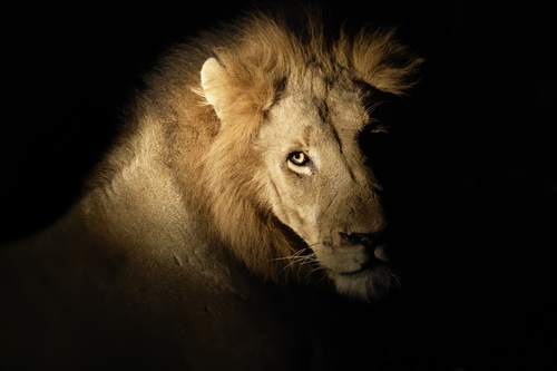 Spotlit Lion