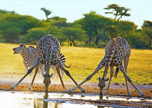 Giraffes Drinking Zebra Braying