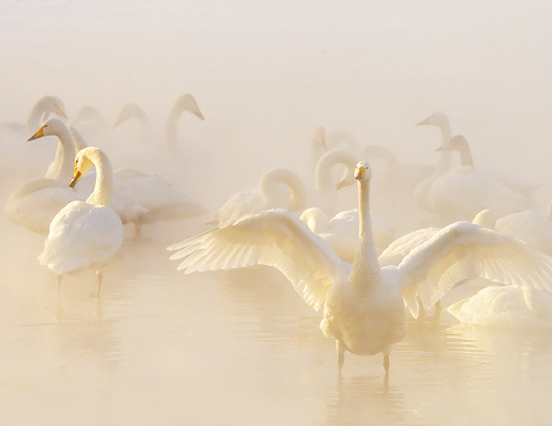 Whooper Swans in Hot Spring on Frozen Lake Whooper Swans in Hot Spring on Frozen Lake