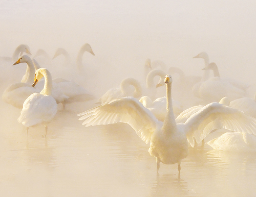 Whooper Swans in Hot Spring on Frozen Lake