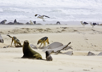 Jackals, Sea Lions and Sea Gulls with Baby Color Awards Winners and Nominees