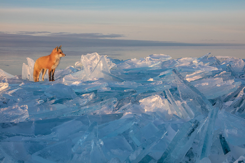 Red fox on Lake Superior ice shards.