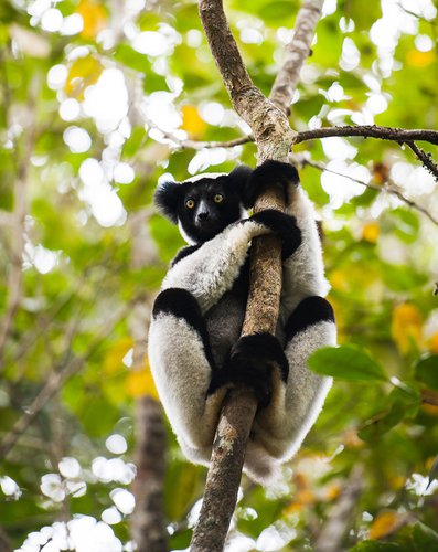 Critically Endangered Indri