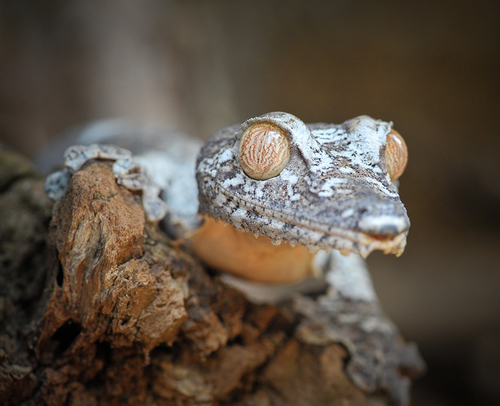 Unique Wild Geckos,Lizards & Chameleons of Madagascar