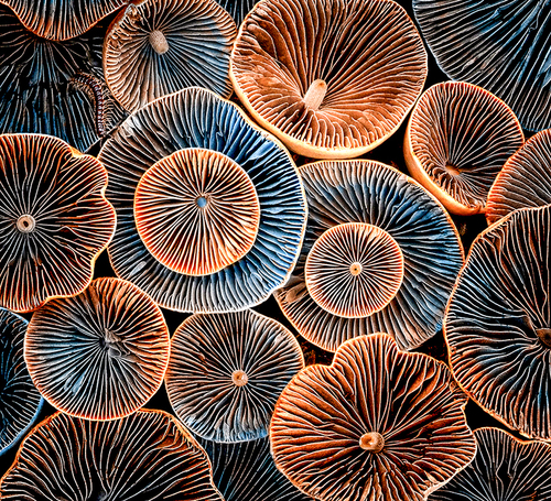 Mushroom caps