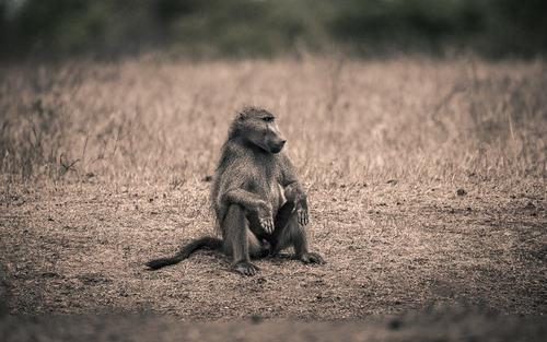 African Encounters - Baboon