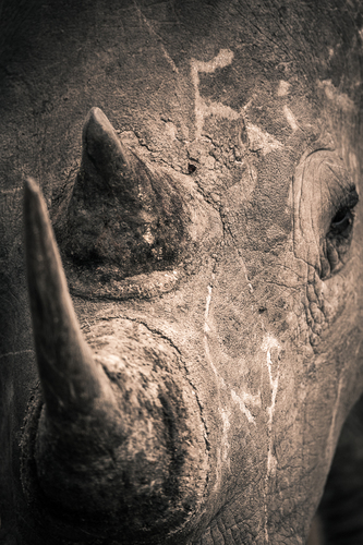 African Encounters - Rhinoceros