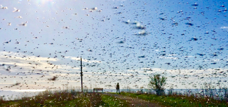 A plankton bloom of the skies Color Awards Winners and Nominees