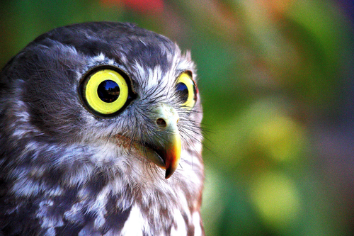 Barking Owl, Healsville Sanctuary, Victoria