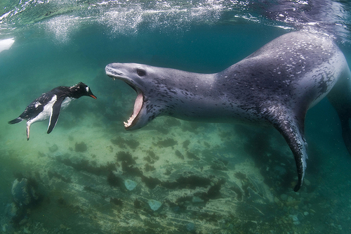 Facing Reality-Penguin versus Leopard seal...it was cold, se Facing Reality-Penguin versus Leopard seal...it was cold, se