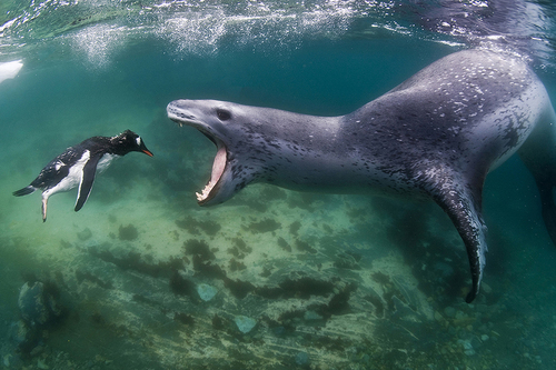 Facing Reality-Penguin versus Leopard seal...it was cold, se