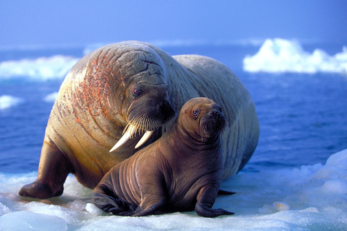 Walrus, motherly care