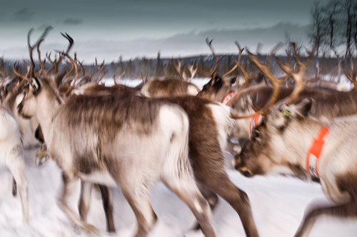 Reindeer Lappland