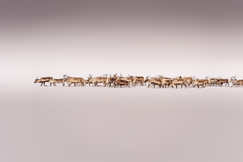 Reindeer Migration