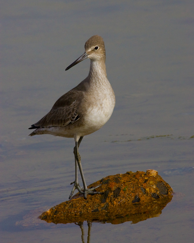 Of Beauty And Grace The Willet