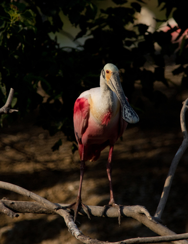 Roseate Spoonbill Glamour Shot