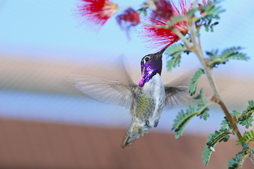 w-Acosta Hummingbird