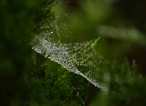 Raindrops Spider Web