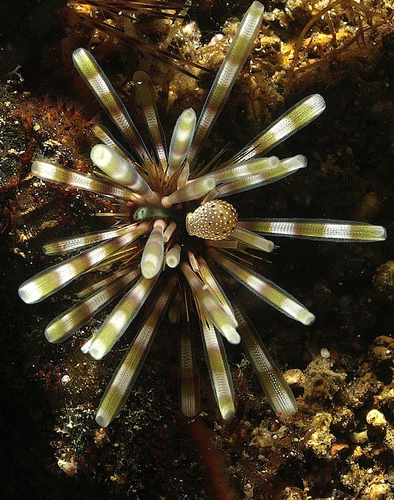 Urchin Species