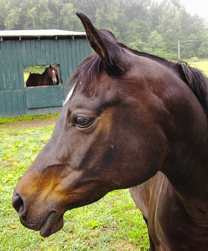 Horses - Nellysford, Virginia